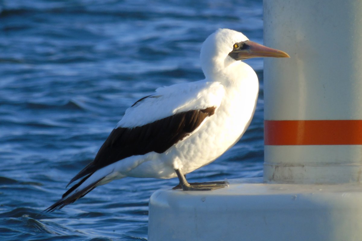 San Diego Bay, CA - January 20, 2018